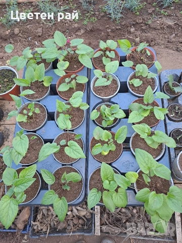 Три вида кампанула камбанка, гломерата и пирамидалис , снимка 14 - Градински цветя и растения - 52854164