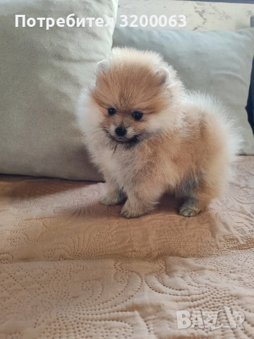 Померан мини мъжко и женско , снимка 15 - Померан - 52826685