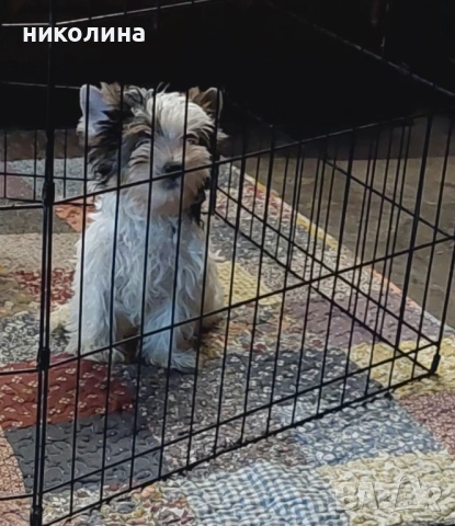 Продавам Йоркширски териер , снимка 6 - Йоркширски териер - 52706932