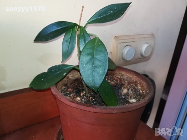 ЦВЕТЕ В САКСИЯ-ДЪРВОТО НА ПАРИТЕ 1802241018, снимка 11 - Стайни растения - 44349238