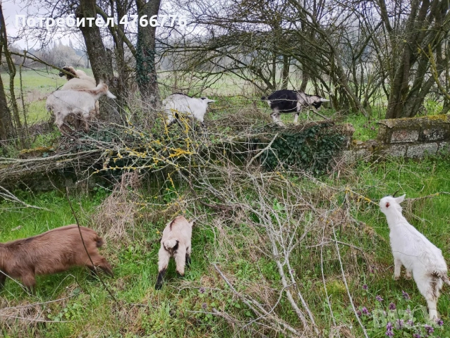 продавам 6 броя ярета на два месеца, снимка 4 - Кози - 54293716