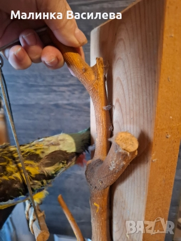 Птица, снимка 3 - За птици - 52895812