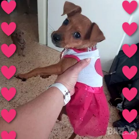 Рокли за кучета и котки. Розова рокля за куче и котка. Дрехи за кучета. Рокля за куче. Кучешки дрехи, снимка 6 - За кучета - 35414908