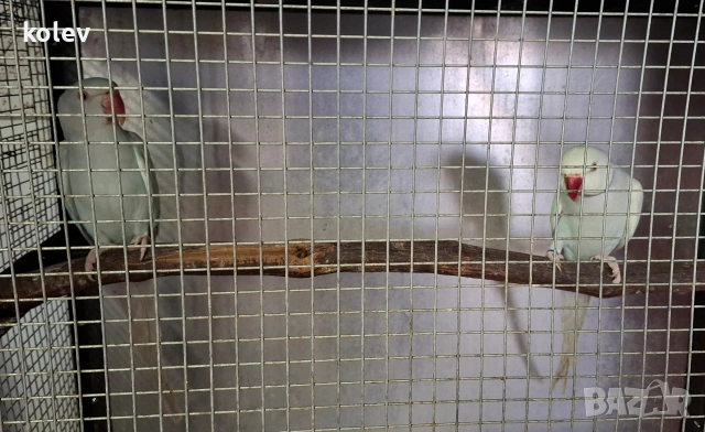 двойка малък Александър , снимка 2 - Папагали - 53015775