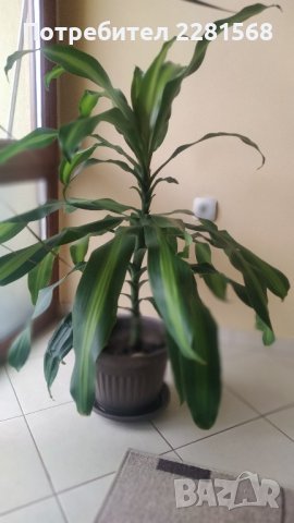 Палма, снимка 2 - Стайни растения - 42832350