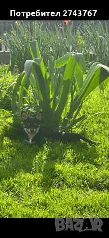 Пинчер, снимка 1