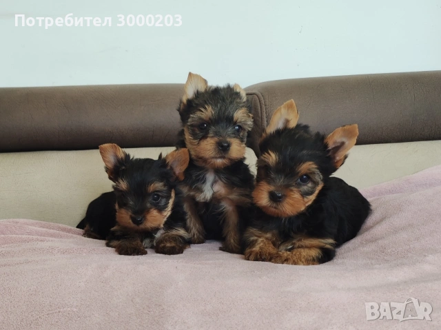 Йоркширски териер 