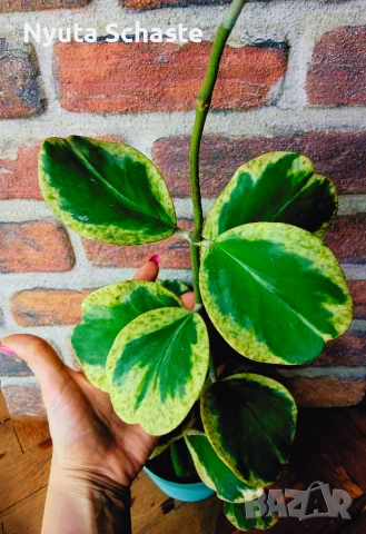 Хоя. Хойя kerrii spot margin 