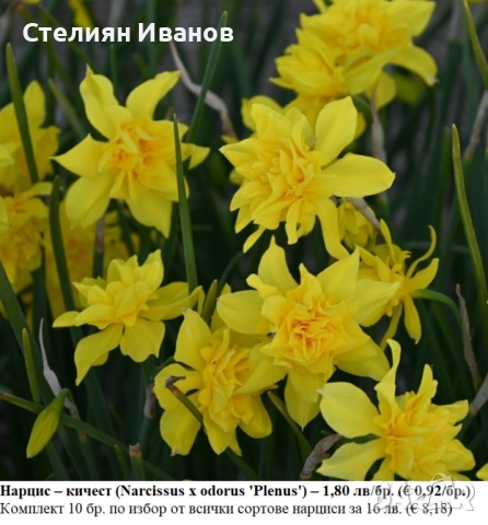 СОРТОВИ НАРЦИСИ - ЛУКОВИЦИ, снимка 15 - Сортови семена и луковици - 52372810