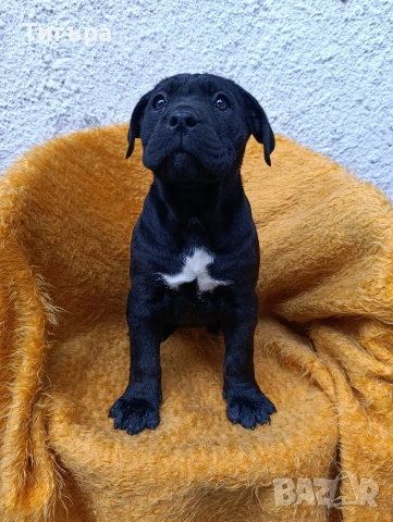 Кане Корсо с Паспорт и 2 Ваксини над 2 месеца !, снимка 2 - Кане корсо - 52793038