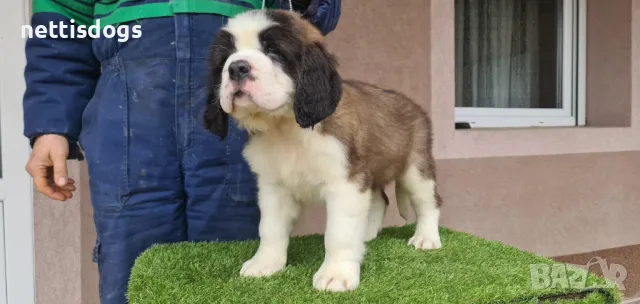 САНБЕРНАРИ - внос, снимка 4 - Санбернари - 37107443