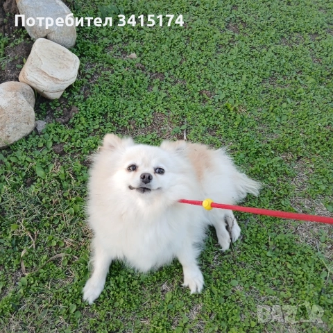 Продавам женска померанка/шпиц , снимка 1