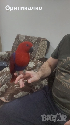 Еклектус много социална  на 5 години , снимка 3 - Папагали - 54239501