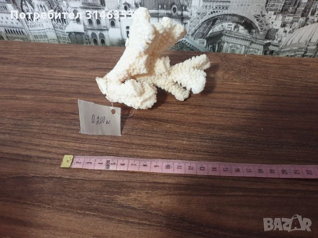 Естествен морски корал , снимка 3 - Декорация за дома - 33752940