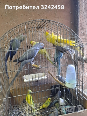 Продавам папагали и клетки 