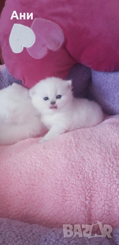 МНОГО,МНОГО СЛАДКИ БЕБЧЕТА, снимка 7 - Британска късокосместа - 54194297