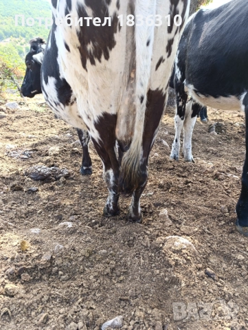 Крава, снимка 3 - Крави - 51640264