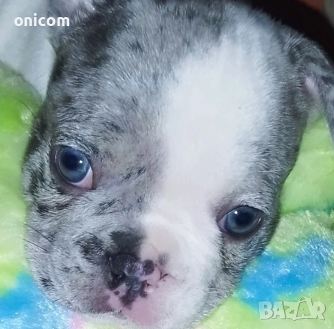 Френски булдог мерле,момче., снимка 4 - Френски булдог - 53925342