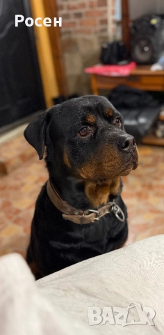 Бебета Ротвайлери, снимка 7 - Ротвайлер - 52865392