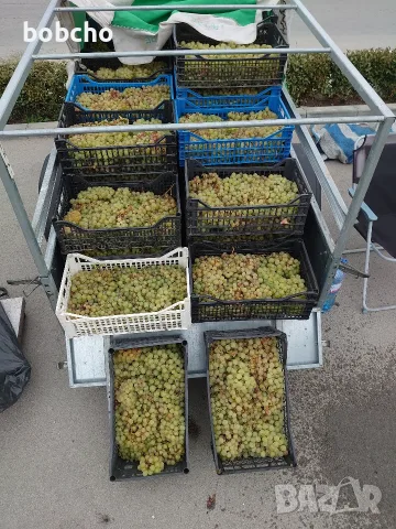 Грозде Димят, узряло, снимка 2 - Домашни продукти - 56268622
