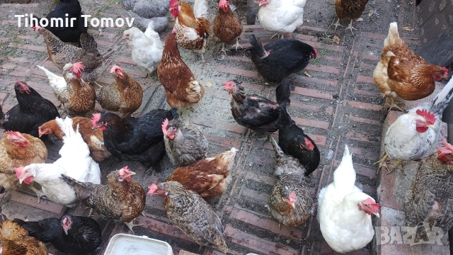 продавам домашно гледани пуйки пуяци за празниците , снимка 10 - Кокошки и пуйки - 51832484