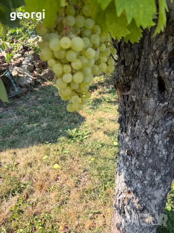 Мускат отонел в гр.София, снимка 4 - Други - 55716495
