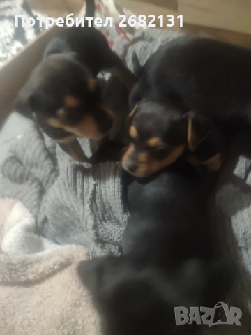 Здравейте продавам тези малки Пинчери , снимка 3 - Пинчер - 53961392