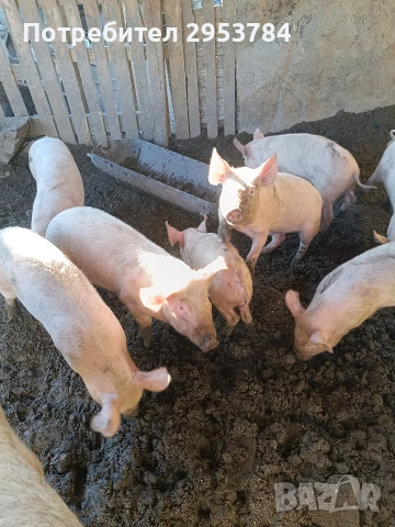 малки прасенца , снимка 2 - Прасета - 53074288