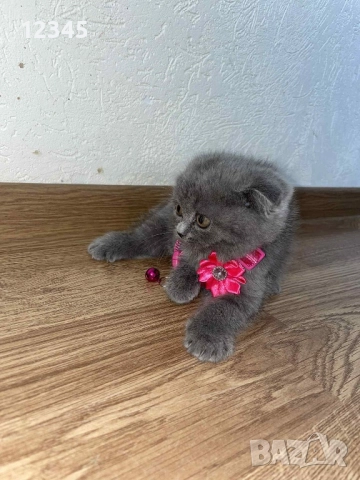 Чистокръвна шотландска кукличка , снимка 1