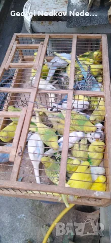 Продавам вълнисти папагали 
