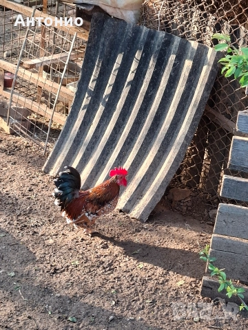 продавам джинки 