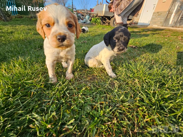 Епаньол бретон