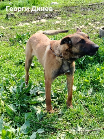 Мъжко на година !!! , снимка 3 - Белгийска овчарка - 54108329