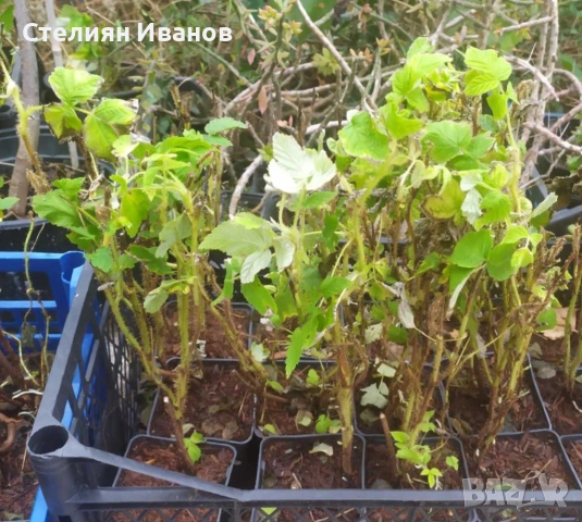 Черна малина (Black Jewel), снимка 7 - Градински цветя и растения - 52354340