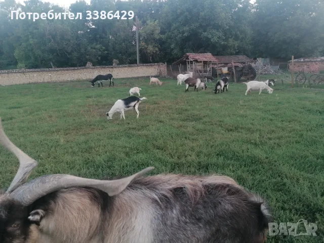 Кози с ярета и пръчове , снимка 8 - Кози - 56037005