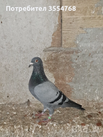 Продавам спортни гълъби , снимка 4 - Гълъби - 52022600