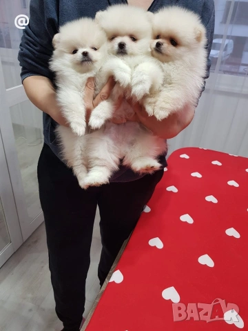 Померан померани Гр. София, снимка 2 - Померан - 54000226