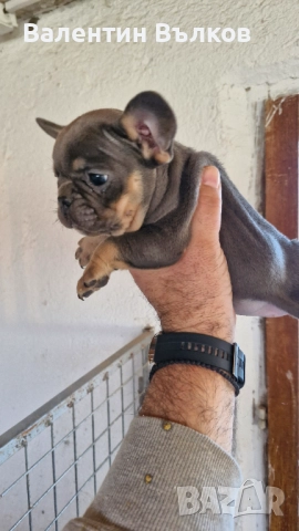 Продавам две  френски булдочета, снимка 4 - Френски булдог - 52897524