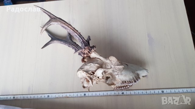 Продавам ловен трофей глава с рогата , снимка 2 - Екипировка - 27573164