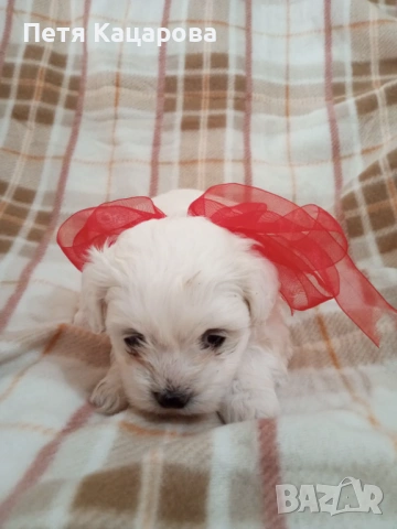 Малтийска болонка, снимка 7 - Болонка - 54272493