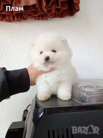 Богат избор на Померани. Реални снимки!!!, снимка 10 - Померан - 54036819