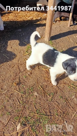 Каракачанки кучета , снимка 11 - Каракачанска овчарка - 52521908