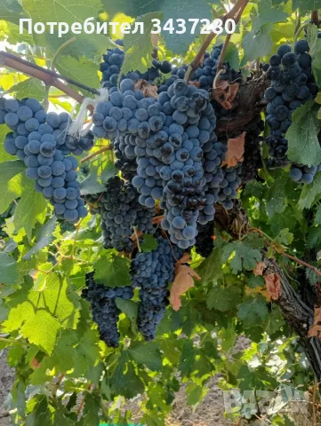 Грозде "Мерло" за вино 🍷