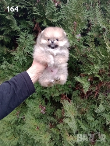 Миниатюрен мъжки Померан. Реални снимки !!!​ , снимка 6 - Померан - 52809054