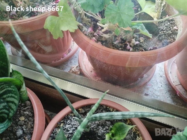 Налични жълти сансевиери, moonshine, cilindrica, Black moon, алое, красула, снимка 17 - Стайни растения - 35198298