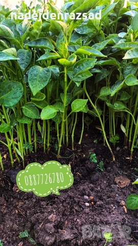 Готов разсад ранни домати краставици ягоди, снимка 4 - Разсади - 53942089