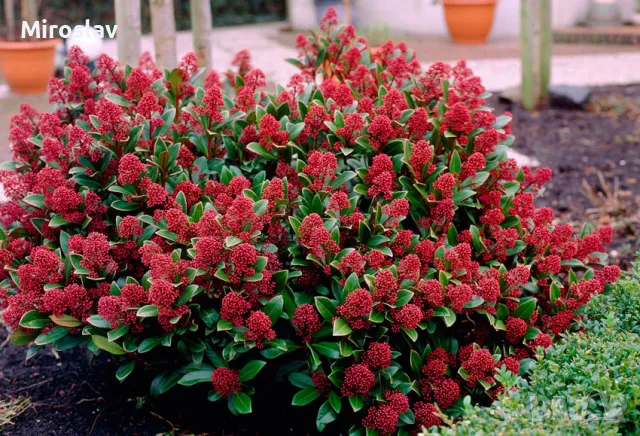 Скимия-Японски люляк, снимка 1