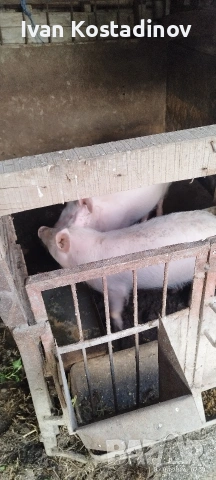 прасенца около 30 кг