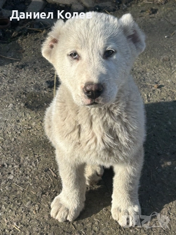 Продавам женски и мъжки алабаи, снимка 4 - Алабай - 52813719