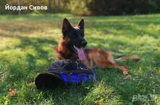 Мъжка немска овчарка с родословие за разплод, снимка 4 - Немска овчарка - 46032827